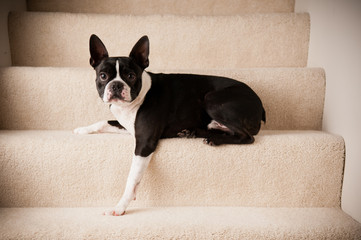 Cute Boston Terrier Dog on Steps Inside a Home
