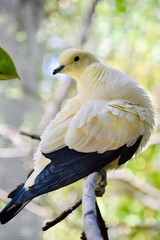 African Pigeon