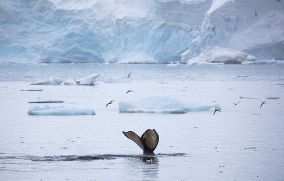 Humpback whale (Megaptera novaeangliae) tail fluke, Antarctica