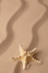 Fototapeta na wymiar Starfish on the seashore and summer beach sand. Sea star on textured background with open copy space.
