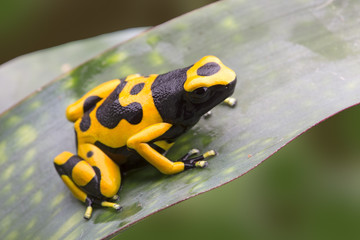 Bumblebee poison dart frog from the tropical Amazon rain forest in Venezuela.