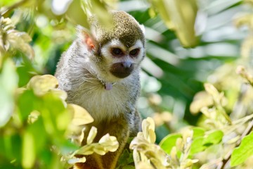 squirrel monkey