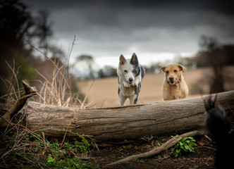 The Collie