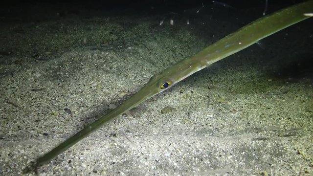 Cornetfish (Fistularia commersonii), fish swims at night above the sandy bottom in the light of an underwater lantern. Marsa Alam, Abu Dabab, Egypt
