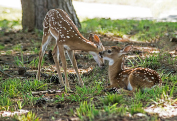 Naklejka na ściany i meble Two little White Tailed Deer Fawns playing together.