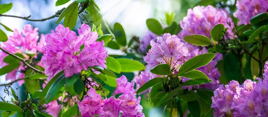 Photo sur Plexiglas Azalée période de floraison des rhododendrons