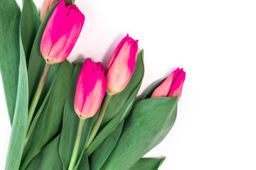 buds of pink tulips on white background with copy space