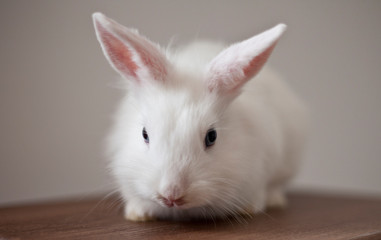 easter cute white rabbit  fluffy fur greeting easter bunny isolated little young pet