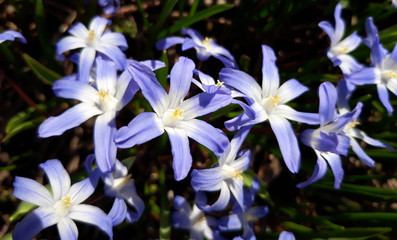 Fototapeta na wymiar Violet scilla springflowers