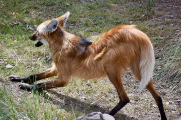 african wolf © Tracy