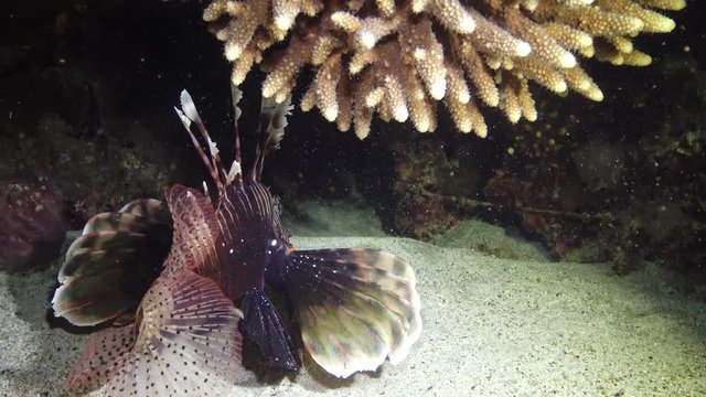 Common lionfish (Pterois volitans), the fish swims over the sandy bottom at night and catches small fish that have sailed to the light of the lantern. Red Sea, Egypt