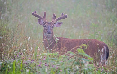 White Tailed Bucks in velvet in green grass.
