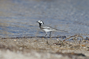 white wagtail (Motacilla alba) walks along the shore of the estuary. Close up photo