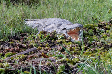 Naklejka na ściany i meble Crocodile in Murchison Falls