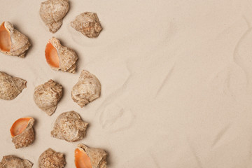 Fototapeta na wymiar Seashells on beach sand, top view with space for text