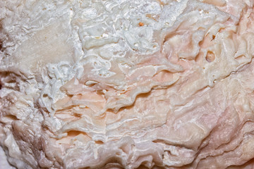 Closeup of Rough Oyster Shell