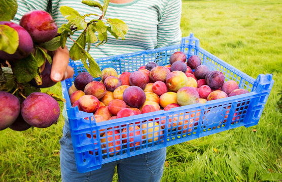 Woman picking plums, Vale of Evesham, Worcestershire, UK