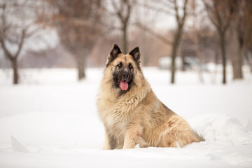 Dog breed Sheepdog in winter field