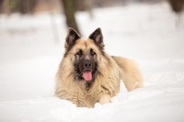 Dog breed Sheepdog in winter field