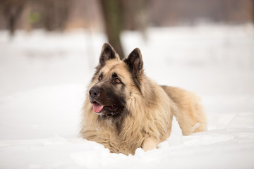 Dog breed Sheepdog in winter field