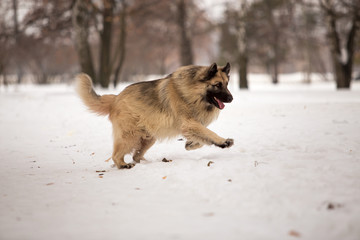 Dog breed Sheepdog in winter field