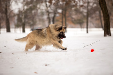 Dog breed Sheepdog in winter field