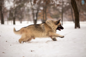 Dog breed Sheepdog in winter field