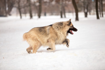 Dog breed Sheepdog in winter field