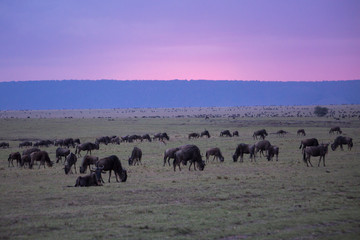 Herd of wildebeests grazing, Masai Mara National Reserve, Kenya