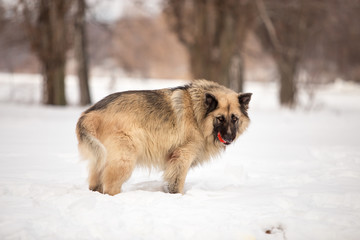 Dog breed Sheepdog in winter field
