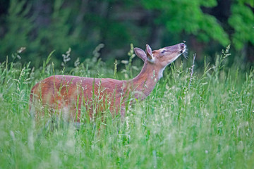 A little White Tailed Deer plays with a butterfly.