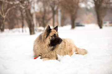 Dog breed Sheepdog in winter field