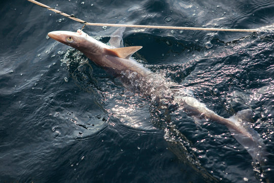 dogfish on a line