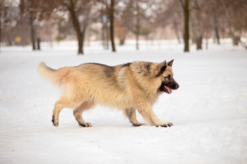 Dog breed Sheepdog in winter field
