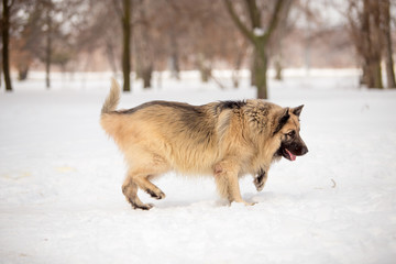 Dog breed Sheepdog in winter field