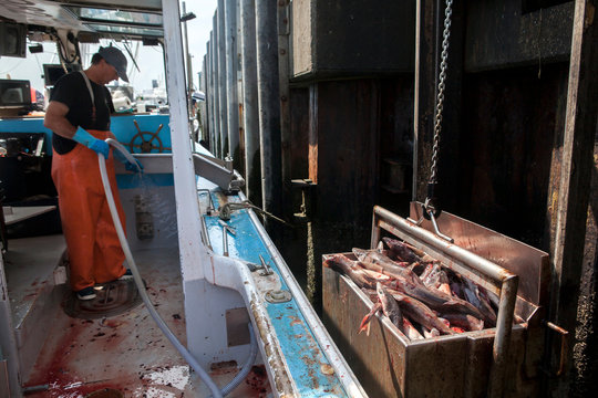A fisherman cleans up while unloading his catch