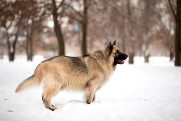 Dog breed Sheepdog in winter field