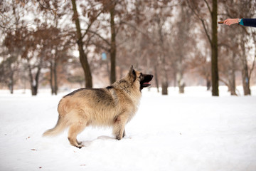 Dog breed Sheepdog in winter field