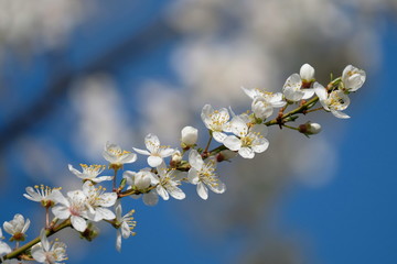 Frühlingsblüten
