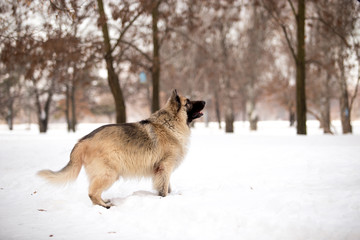 Dog breed Sheepdog in winter field