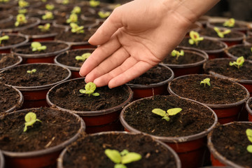 Woman taking care of seedlings in greenhouse, closeup