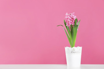 Beautiful hyacinth in pot on table against color background, space for text. Spring flower