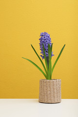 Beautiful hyacinth in wicker pot on table against color background. Spring flower