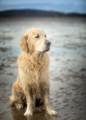 The Golden Retriever