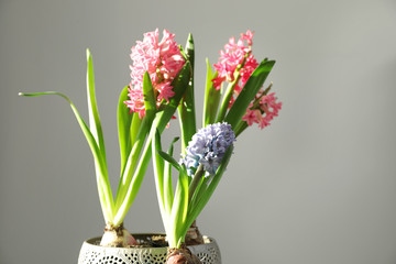 Blooming spring hyacinth flowers on color background. Space for text