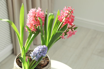 Blooming spring hyacinth flowers on table at home, space for text