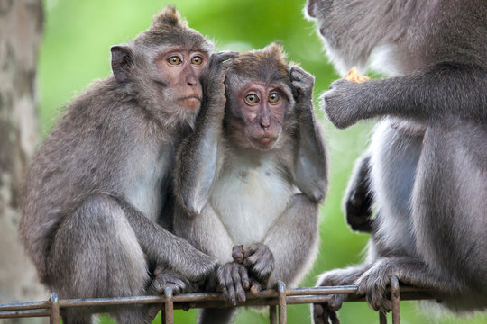 Macaque monkey group, Sacred Monkey Forest, Ubud, Bali, Indonesia