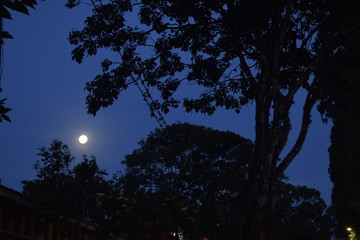 Lua em céu noturno. Silhueta de floresta