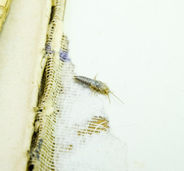 Insect feeding on paper - silverfish