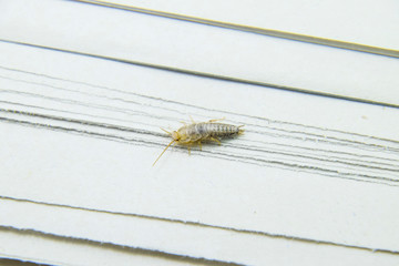Insect feeding on paper - silverfish